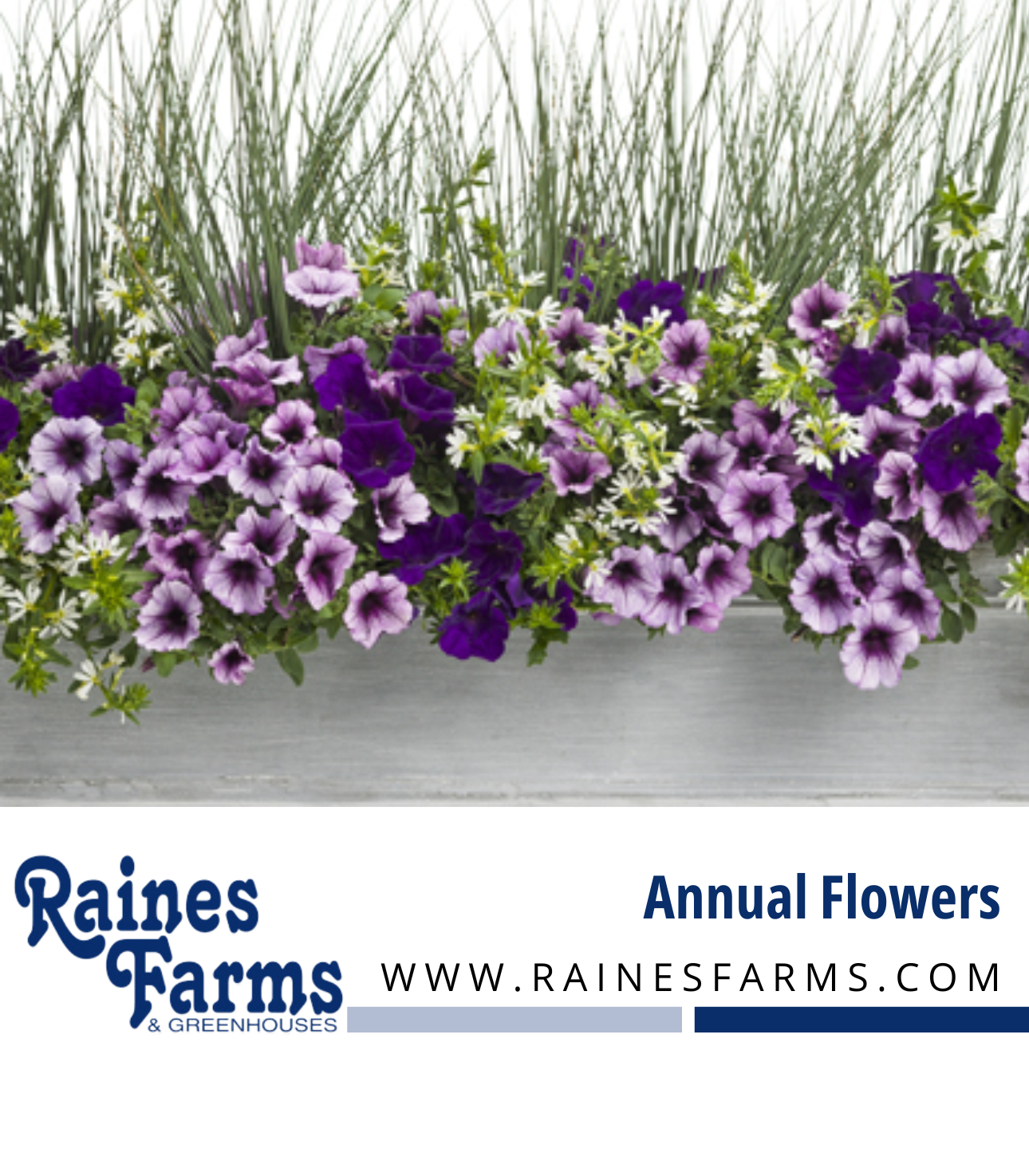 Annual Flowers